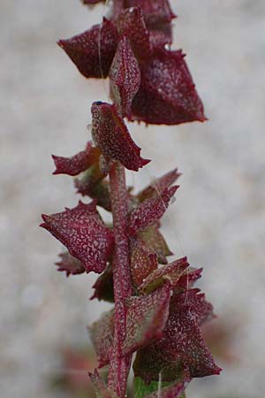 Atriplex prostrata \ Spie-Melde, Spieblttrige Melde, D Hohwacht 13.9.2021