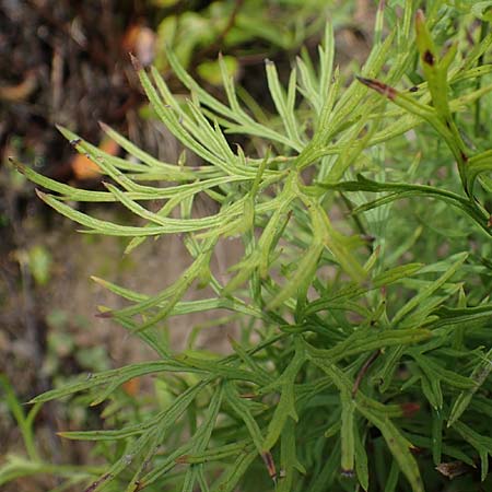 Artemisia pontica ? / Roman Wormwood, D Freiburg-Tiengen 5.10.2021