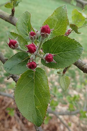 Malus domestica \ Kultur-Apfel, D Trippstadt 23.4.2022