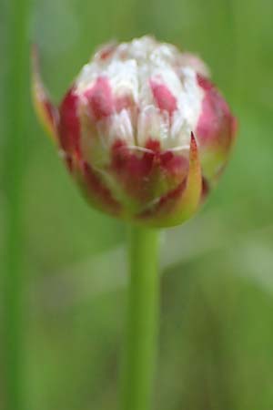 Armeria arenaria \ Wegerichblttrige Grasnelke, D  20.5.2023