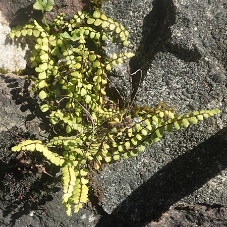 Asplenium trichomanes subsp. quadrivalens \ Tetraploider Brauner Streifenfarn, Gewhnlicher Brauner Streifenfarn, D Ettlingen 10.7.2016