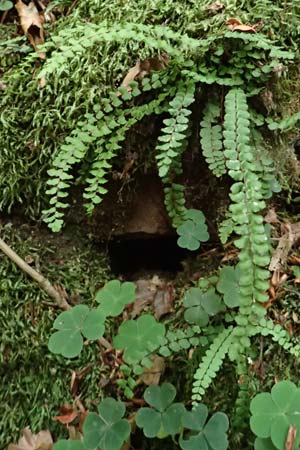 Asplenium trichomanes subsp. quadrivalens \ Tetraploider Brauner Streifenfarn, Gewhnlicher Brauner Streifenfarn, D Klingenberg am Main 17.9.2016