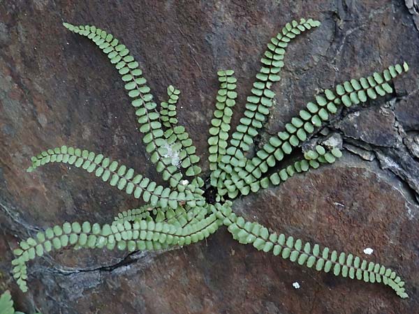 Asplenium trichomanes subsp. quadrivalens \ Tetraploider Brauner Streifenfarn, Gewhnlicher Brauner Streifenfarn / Tetraploid Spleenwort, D Morsbach 22.10.2018