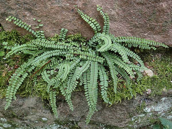 Asplenium trichomanes subsp. quadrivalens \ Tetraploider Brauner Streifenfarn, Gewhnlicher Brauner Streifenfarn, D Neckarsteinach 9.11.2018