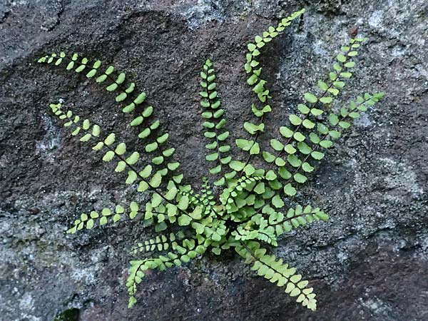 Asplenium trichomanes subsp. quadrivalens \ Tetraploider Brauner Streifenfarn, Gewhnlicher Brauner Streifenfarn, D Heidelberg 12.8.2023