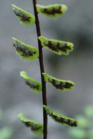 Asplenium trichomanes subsp. quadrivalens \ Tetraploider Brauner Streifenfarn, Gewhnlicher Brauner Streifenfarn, D Heidelberg 12.8.2023