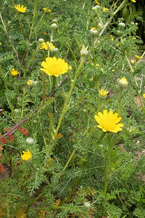 Anacyclus radiatus \ Gelber Bertram / Yellow Anacyclus, D Botan. Gar.  Universit.  Mainz 11.7.2009