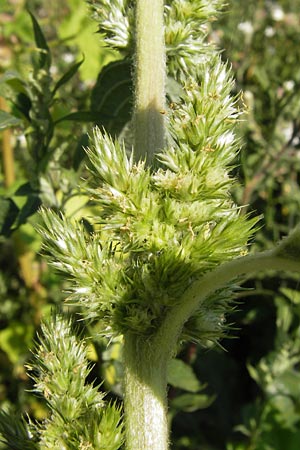 Amaranthus retroflexus \ Rauhaariger Amaranth, D Mannheim 24.7.2012