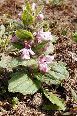 Ajuga genevensis \ Genfer Gnsel, Heide-Gnsel / Blue Bugle, D Mannheim 29.4.2015