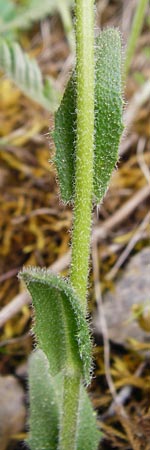 Arabis hirsuta \ Rauhaarige Gnsekresse, D Nüdlingen 9.5.2015