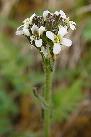 Arabis hirsuta / Hairy Rock-Cress, D Nüdlingen 9.5.2015