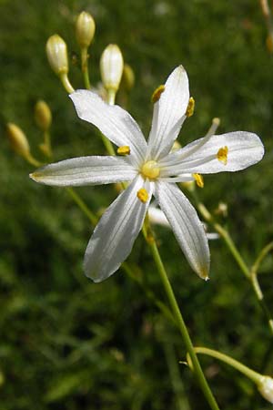 Anthericum ramosum \ stige Graslilie, Rispen-Graslilie / Branched St. Bernard's Lily, D Allmendingen 10.7.2015