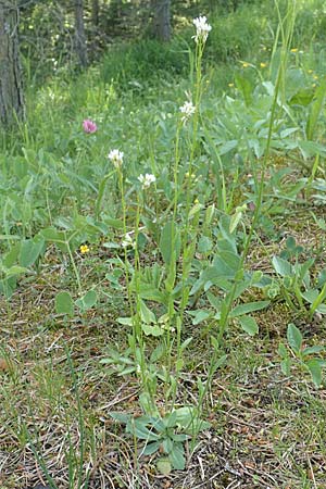 Arabis hirsuta \ Rauhaarige Gnsekresse / Hairy Rock-Cress, D Pfronten 28.6.2016