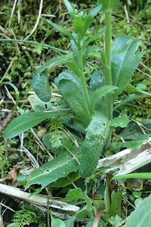 Arabis hirsuta \ Rauhaarige Gnsekresse, D Pfronten 28.6.2016