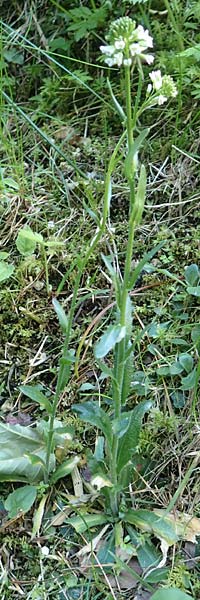 Arabis hirsuta \ Rauhaarige Gnsekresse, D Pfronten 28.6.2016