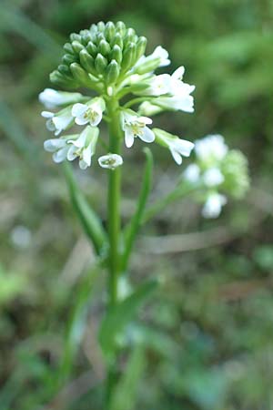 Arabis hirsuta \ Rauhaarige Gnsekresse / Hairy Rock-Cress, D Pfronten 28.6.2016