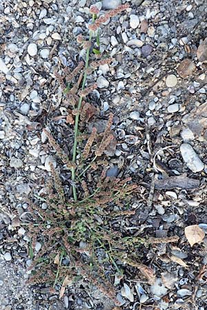 Amaranthus rudis \ Wasserhanf / Water Hemp, D Mannheim 14.10.2018