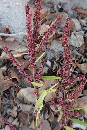 Amaranthus rudis \ Wasserhanf, D Mannheim 14.10.2018