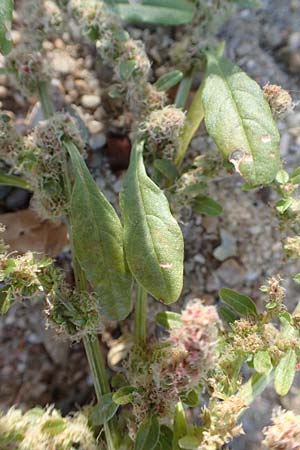 Amaranthus rudis \ Wasserhanf / Water Hemp, D Mannheim 14.10.2018