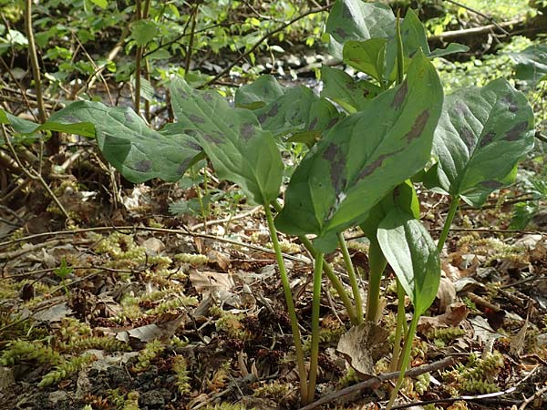 Arum maculatum \ Aronstab / Cuckoo Pint, D Schalksmühle 25.4.2019