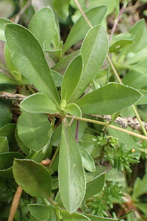 Arabis procurrens \ Ungarische Gnsekresse, Karpaten-Schaumkresse / Running Rock-Cress, D Weinheim an der Bergstraße 29.4.2019