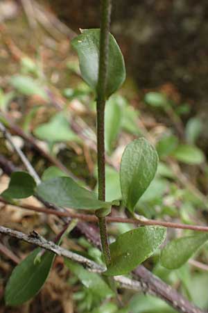 Arabis procurrens \ Ungarische Gnsekresse, Karpaten-Schaumkresse / Running Rock-Cress, D Weinheim an der Bergstraße 29.4.2019