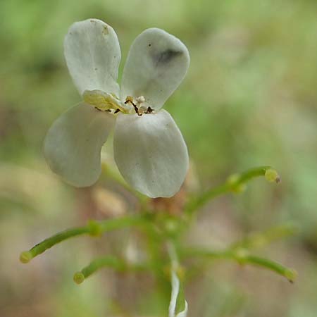 Arabis procurrens \ Ungarische Gnsekresse, Karpaten-Schaumkresse / Running Rock-Cress, D Weinheim an der Bergstraße 29.4.2019