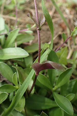 Arabis procurrens \ Ungarische Gnsekresse, Karpaten-Schaumkresse / Running Rock-Cress, D Weinheim an der Bergstraße 29.4.2019