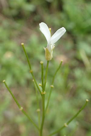 Arabis procurrens \ Ungarische Gnsekresse, Karpaten-Schaumkresse, D Weinheim an der Bergstraße 29.4.2019