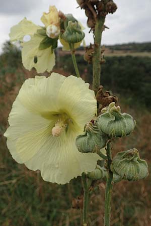 Alcea rosea \ Stockrose / Common Hollyhock, D Grünstadt-Asselheim 9.9.2019