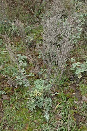 Artemisia absinthium \ Wermut / Wormwood, D Mannheim 27.10.2019