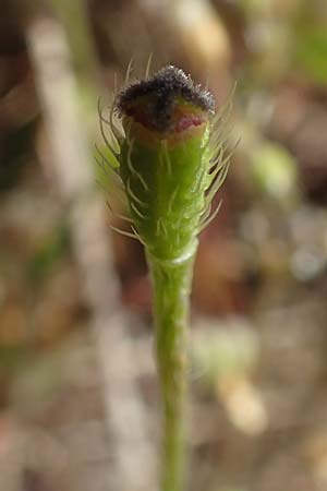 Papaver argemone \ Sand-Mohn / Prickly Poppy, D Waghäusel-Wiesental 15.4.2020