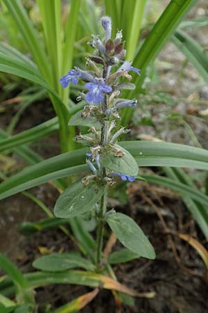 Ajuga reptans \ Kriechender Gnsel / Bugle, D Neuleiningen 25.5.2020