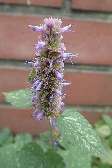 Agastache rugosa \ Ostasiatische Duftnessel / Wrinkles Giant Hyssop, Korean Mint, D Bochum 9.9.2020