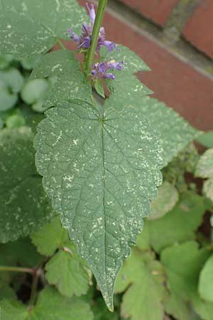 Agastache rugosa \ Ostasiatische Duftnessel / Wrinkles Giant Hyssop, Korean Mint, D Bochum 9.9.2020