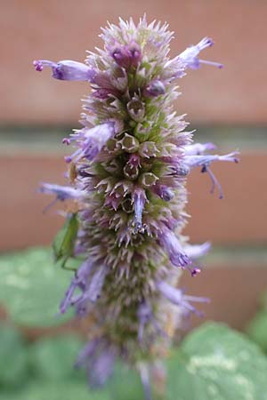 Agastache rugosa \ Ostasiatische Duftnessel / Wrinkles Giant Hyssop, Korean Mint, D Bochum 9.9.2020