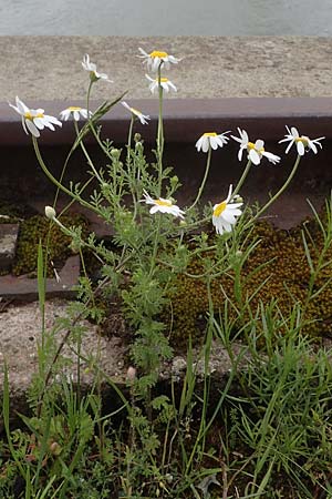 Anthemis austriaca \ sterreichische Hundskamille / Austrian Chamomile, D Mannheim 22.5.2021