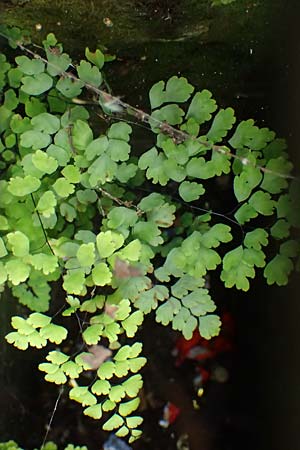 Adiantum raddianum \ Dreieckiger Frauenhaar-Farn, Raddes Frauenhaar-Farn, D Essen 9.8.2021