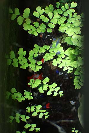 Adiantum raddianum \ Dreieckiger Frauenhaar-Farn, Raddes Frauenhaar-Farn, D Essen 9.8.2021