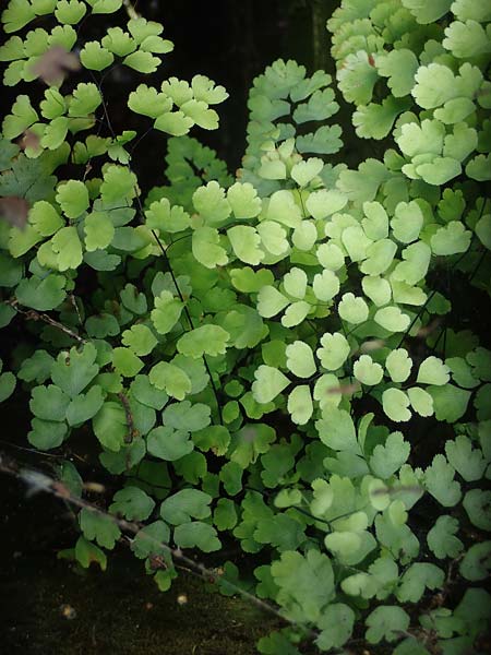 Adiantum raddianum \ Dreieckiger Frauenhaar-Farn, Raddes Frauenhaar-Farn, D Essen 9.8.2021