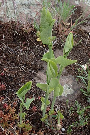 Aristolochia clematitis \ Echte Osterluzei / Birthwort, D Mannheim 24.4.2022