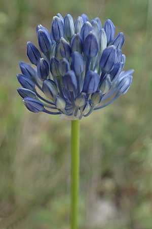 Allium vineale \ Weinberg-Lauch / Wild Onion, D Thüringen, Erfurt 6.6.2022