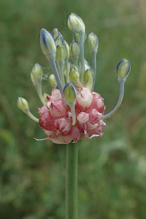 Allium vineale \ Weinberg-Lauch / Wild Onion, D Thüringen, Erfurt 6.6.2022