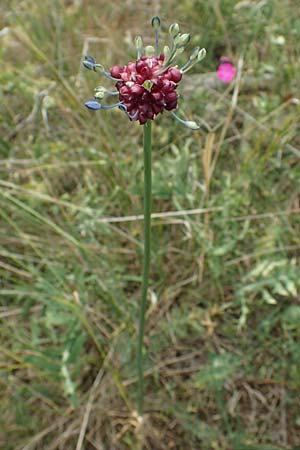 Allium vineale \ Weinberg-Lauch / Wild Onion, D Thüringen, Erfurt 6.6.2022