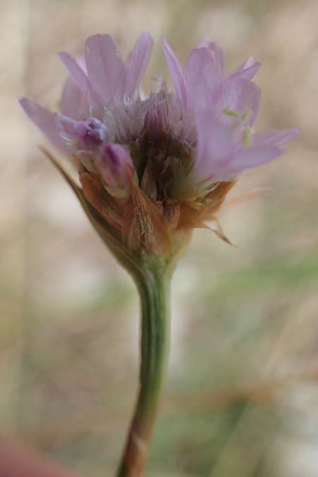 Armeria maritima subsp. elongata \ Sand-Grasnelke, D Bensheim 26.6.2022