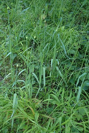 Allium rotundum / Sand Leek, D Weinheim an der Bergstraße 25.5.2023