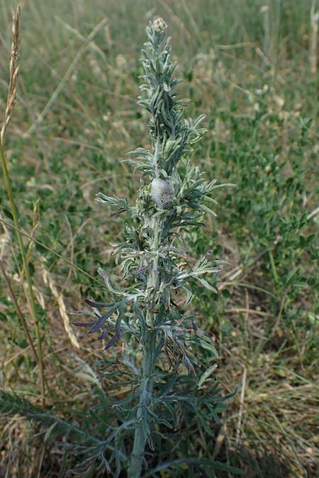 Centaurea stoebe \ Rispen-Flockenblume / Panicled Knapweed, D Thüringen, Hemleben 12.6.2023