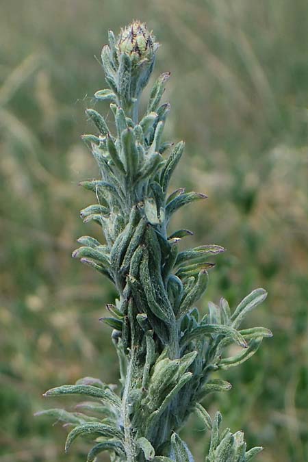 Centaurea stoebe \ Rispen-Flockenblume / Panicled Knapweed, D Thüringen, Hemleben 12.6.2023