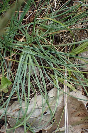 Armeria maritima subsp. elongata \ Sand-Grasnelke / Tall Thrift, D Sachsen-Anhalt, Hettstedt 17.6.2023