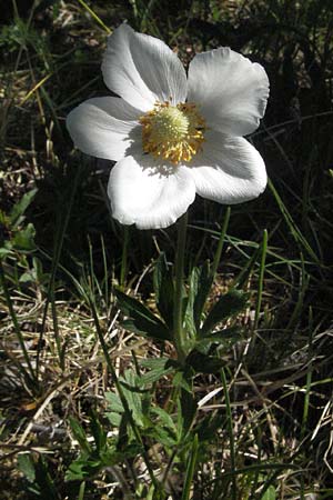 Anemone sylvestris \ Wald-Anemone, D Karlstadt 30.4.2007